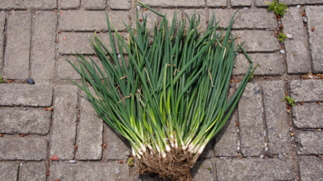 家庭菜園 ネギ の植え方を工夫しよう 渡良瀬橋ブログ 自然いっぱいコーナー 家庭菜園 ネギ の植え方を工夫しよう 渡良瀬橋ブログ 自然いっぱいコーナー