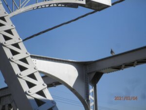 渡良瀬橋の欄干に住みつく鳩の写真です。