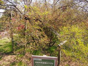 館林 つつじが岡公園の樹齢800年のつつじの写真です。