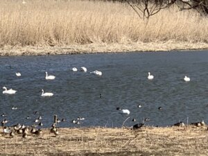 多々良沼の白鳥の写真です。
