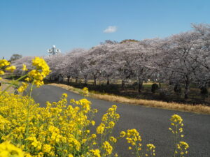 足利大学周辺の桜の写真です。