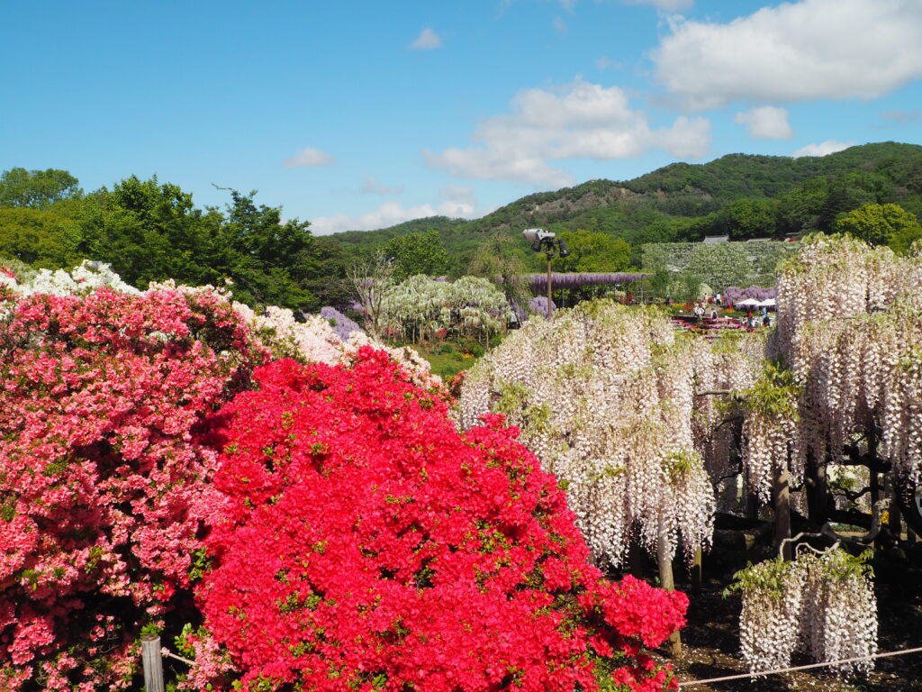 あしかがフラワーパーク：藤の開花状況2024.4.25の写真です。