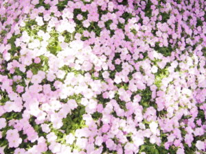 ペチュニアの花の写真です。