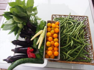 収穫した野菜の写真です。