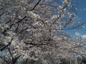 足利大学周辺の桜の写真です。