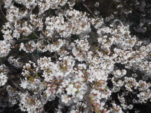 足利大学周辺の桜の写真です。