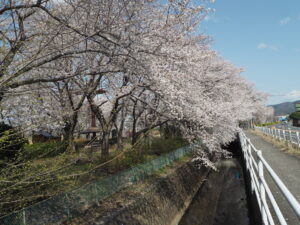 足利大学周辺の桜の写真です。