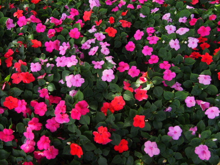 ニチニチソウの花の写真です。