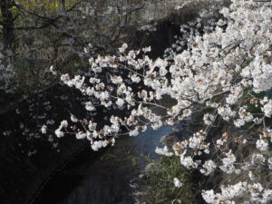 足利大学周辺の桜の写真です。