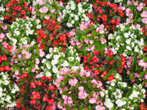 ベコニア・センパーフロレンスの花の写真です。