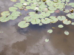 「うす紅橋」から臨むスイレンの花の写真です。