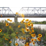 西に傾く太陽に照らされる花と渡良瀬橋の写真です。