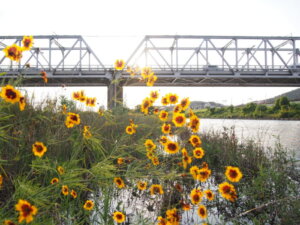 西に傾く太陽に照らされる花と渡良瀬橋の写真です。