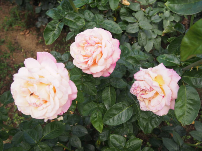 バラ「シカゴピース」の写真です。