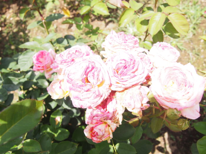 バラ「花山吹」の写真です。