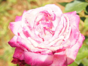 バラ「紫香」の写真です。