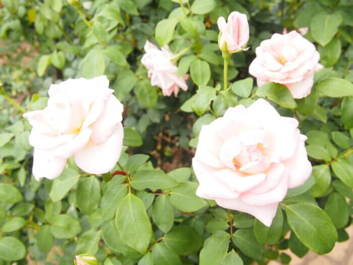 バラ「サマーレディ」の写真です。