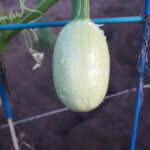 「ソウメンカボチャ」金糸瓜の写真です。