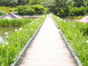 ショウブの花と遊歩道の写真です。