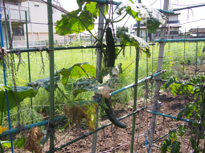 キュウリ(見咲)の写真です。