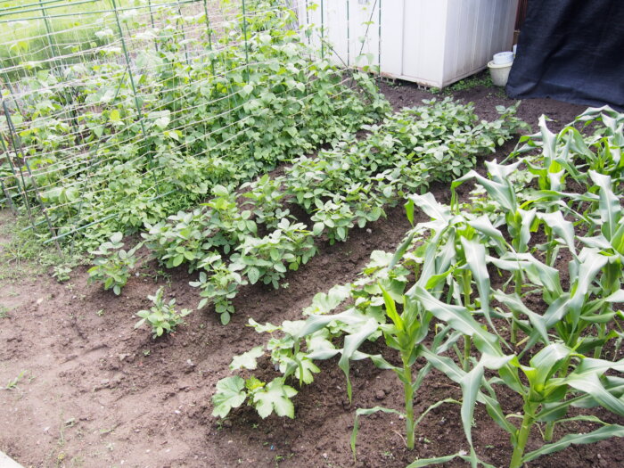 庭の野菜の写真です。