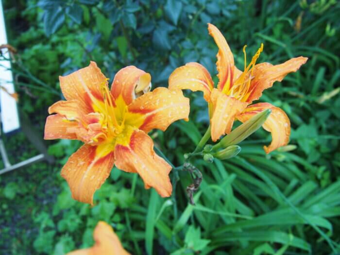 ノカンゾウ の花 渡良瀬橋ブログ 自然いっぱいコーナー