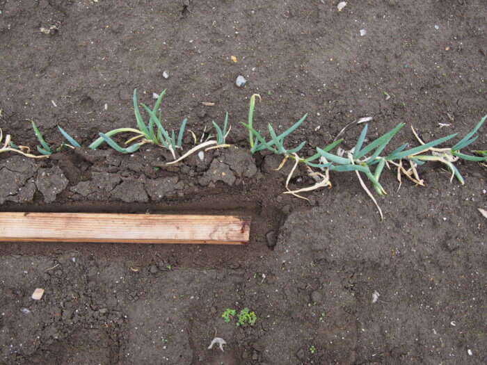 ネギの土寄せの写真です。