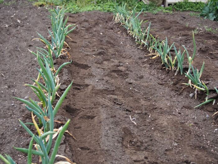 土寄せによって直立したネギの写真です。