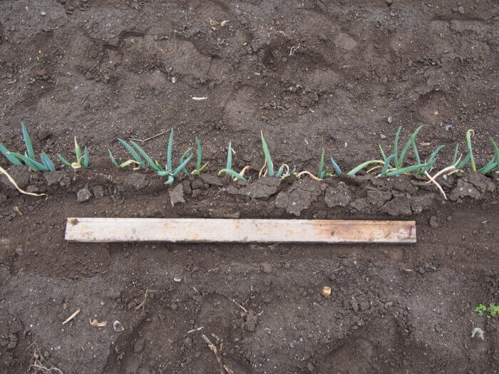 土寄せが完了した写真です。