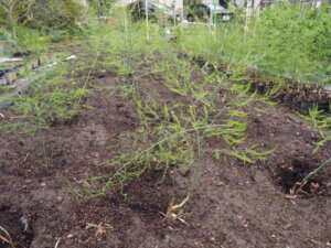 定植したアスパラガスが倒れ始めたところの写真です。