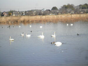 沼に浮かぶ白鳥と鴨の群れの写真