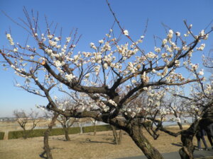 梅の花が咲いている写真