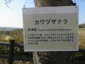 河津桜のネームプレートの写真