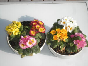 2鉢の「プリムラ」の写真