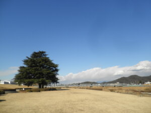 大きな木の向こうに「渡良瀬橋」が見える写真