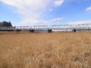河原の枯れ草の向こうに、渡良瀬橋が見える写真です。