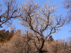 咲いた梅の花のアップ写真です。