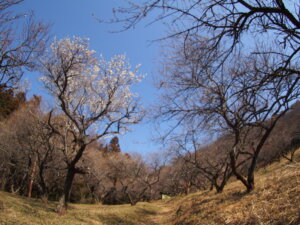 西渓園の梅林の写真です。