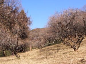 「西渓園」の梅林の写真です。