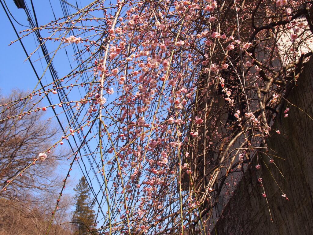 しだれ梅の写真です。