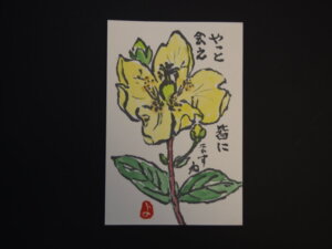 キンシバイの花の絵手紙です。