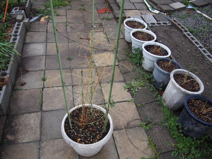 鉢植えのアスパラガス わたらせばしブログ 自然いっぱいコーナー 鉢植えのアスパラガス わたらせばしブログ 自然いっぱいコーナー