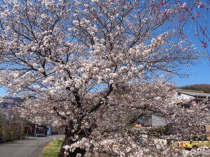 桜並木の桜の写真です。