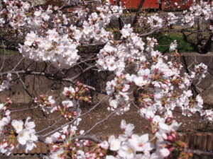 ソメイヨシノの花の写真です。