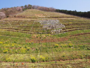 ココ・ファーム・ワイナリーのブドウ畑の写真です。
