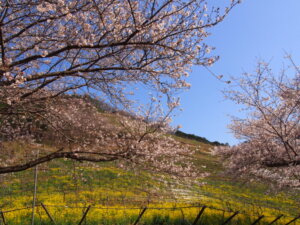 ココ・ファーム・ワイナリーの桜の写真です。