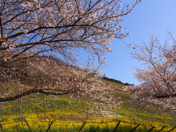 ココ・ファーム・ワイナリーの桜の写真です。