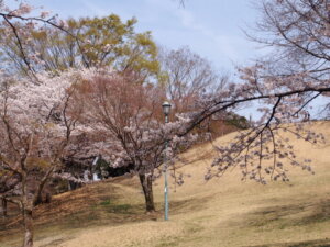 公園を登っているところの風景写真です。