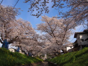 足利千利地区の桜並木の写真です。