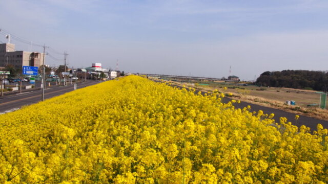 「田中橋」と「岩井橋」の間の菜の花の写真です。